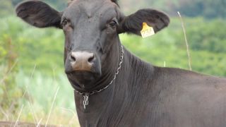 Le Brésil suspend ses ventes de viande bovine à la Chine Le Brésil suspend ses ventes de viande bovine à la Chine
