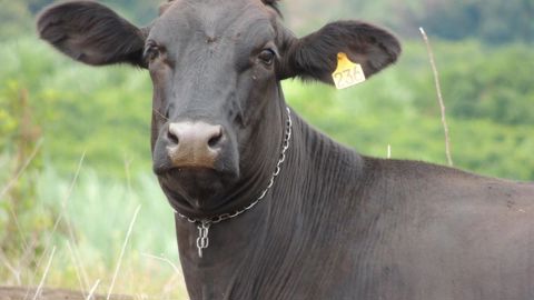 Le Brésil suspend ses ventes de viande bovine à la Chine