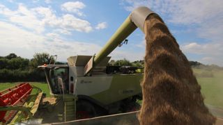 La FAO abaisse sa prévision de la production de céréales La FAO abaisse sa prévision de la production de céréales