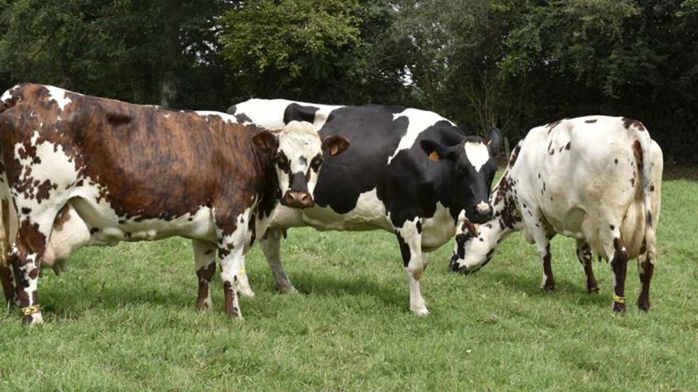 Le lait bio est sous tension