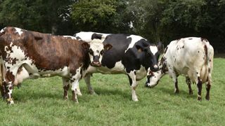 Le lait bio est sous tension Le lait bio est sous tension
