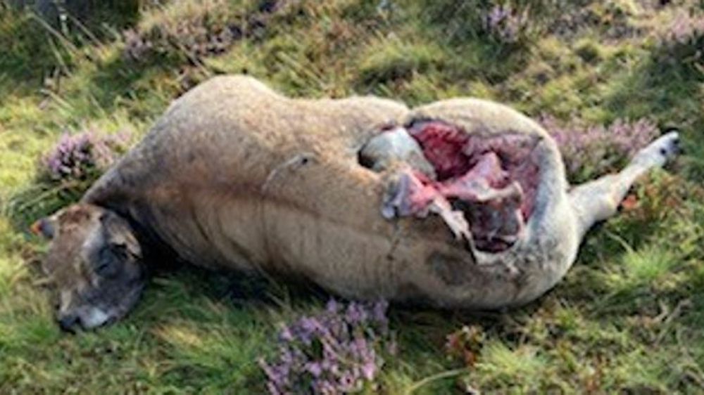 Dix-sept bovins retrouvés morts sans explication