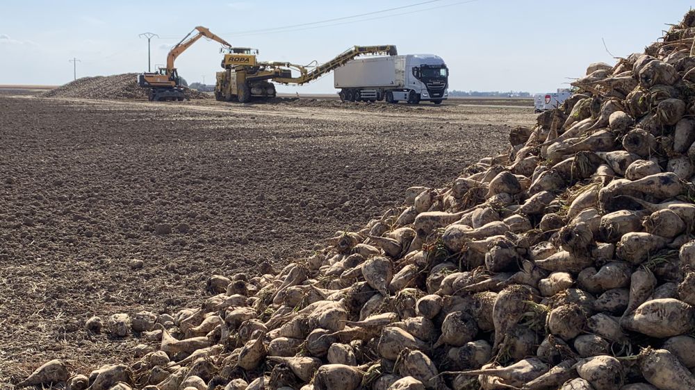 Des volumes « incertains » en betteraves