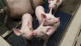 Les éleveurs veulent y voir plus clair sur la fin de la castration à vif Les éleveurs veulent y voir plus clair sur la fin de la castration à vif