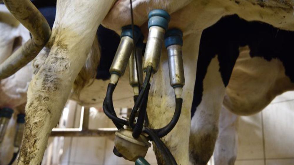 La collecte de lait de vache a reculé en juillet