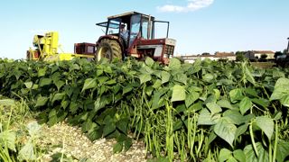 Il se sépare de 150 tonnes de haricots bio à cause du datura Il se sépare de 150 tonnes de haricots bio à cause du datura