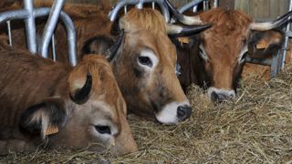 Les abattages de bovins reculent Les abattages de bovins reculent