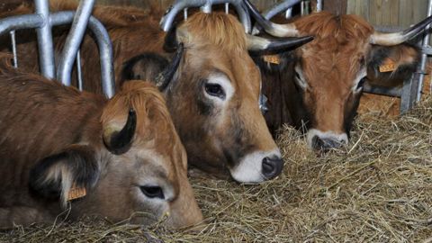 Les abattages de bovins reculent Les abattages de bovins reculent
