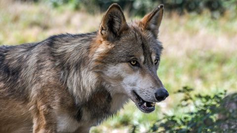 « On laisse les éleveurs face à leurs problèmes » avec les loups « On laisse les éleveurs face à leurs problèmes » avec les loups