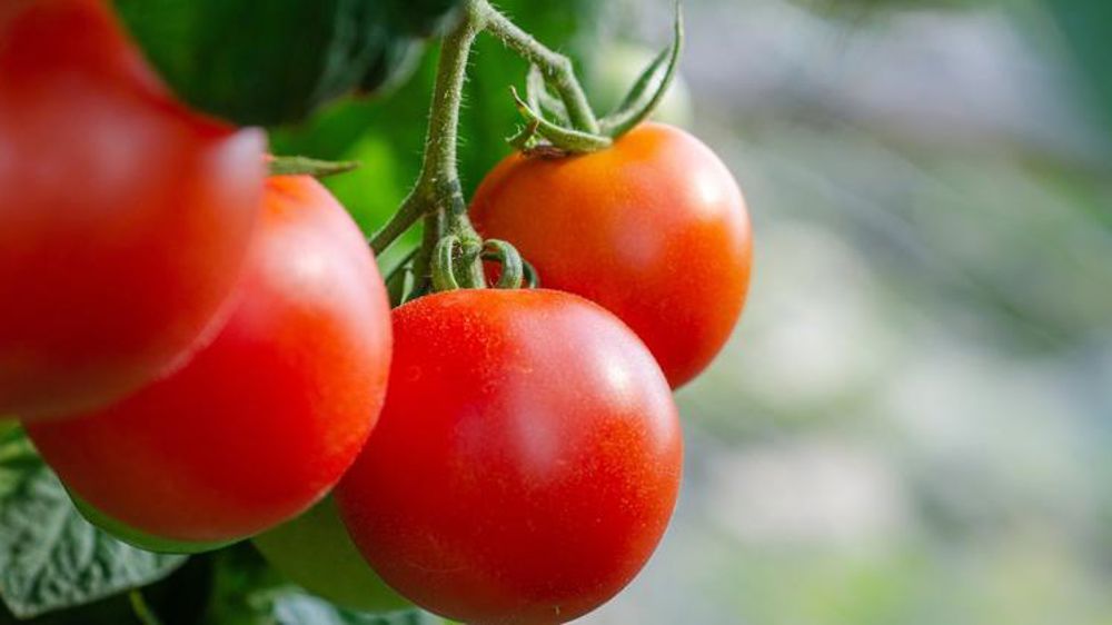 La tomate s’est bien portée durant l’été