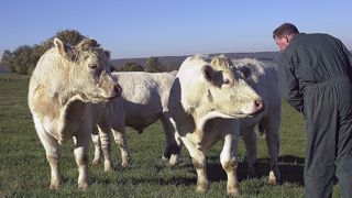Un éleveur de bovins viande sur quatre vit sous le seuil de pauvreté Un éleveur de bovins viande sur quatre vit sous le seuil de pauvreté
