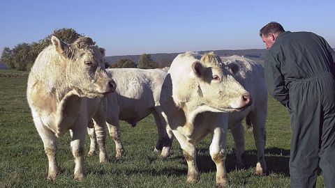 Un éleveur de bovins viande sur quatre vit sous le seuil de pauvreté Un éleveur de bovins viande sur quatre vit sous le seuil de pauvreté