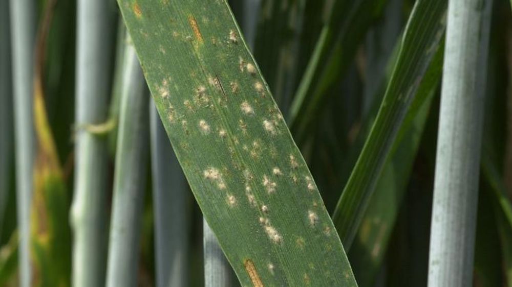 Deux projets prometteurs de biocontrôle sur grandes cultures