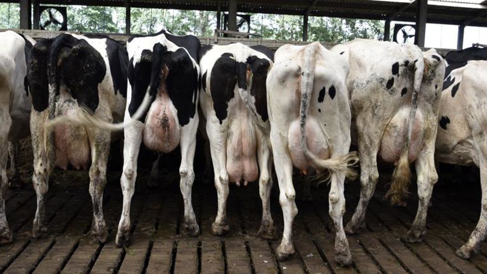 Le préfet demande d’améliorer le projet avant d’augmenter le cheptel