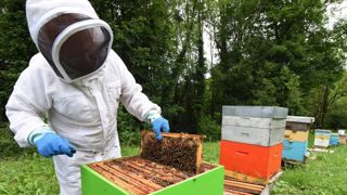 La récolte de miel divisée par deux en un an La récolte de miel divisée par deux en un an