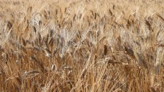 Le blé dur est compétitif dans la durée, selon la filière Le blé dur est compétitif dans la durée, selon la filière