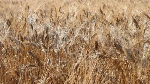 Le blé dur est compétitif dans la durée, selon la filière Le blé dur est compétitif dans la durée, selon la filière