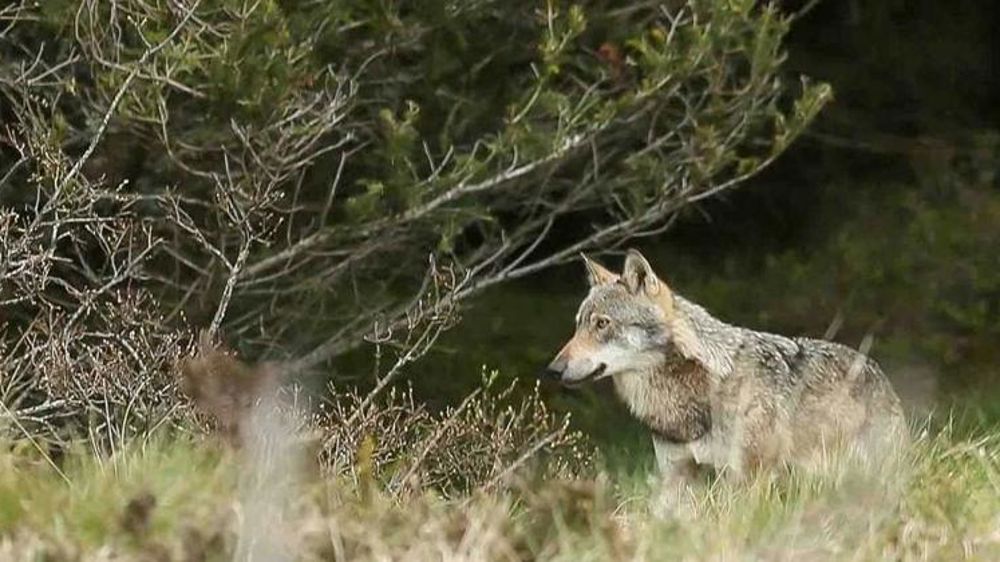 « Les prédateurs sont les plus grands maîtres de la souffrance animale »