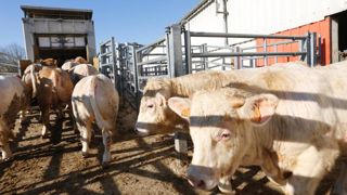 Les règles de certification des animaux se précisent Les règles de certification des animaux se précisent