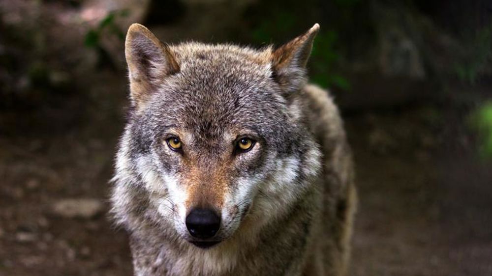 Un cadavre de loup découvert en Loire-Atlantique