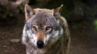 Un cadavre de loup découvert en Loire-Atlantique Un cadavre de loup découvert en Loire-Atlantique