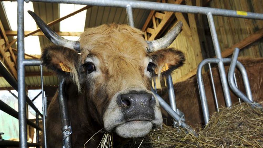 Davantage de vaches allaitantes à l’abattoir