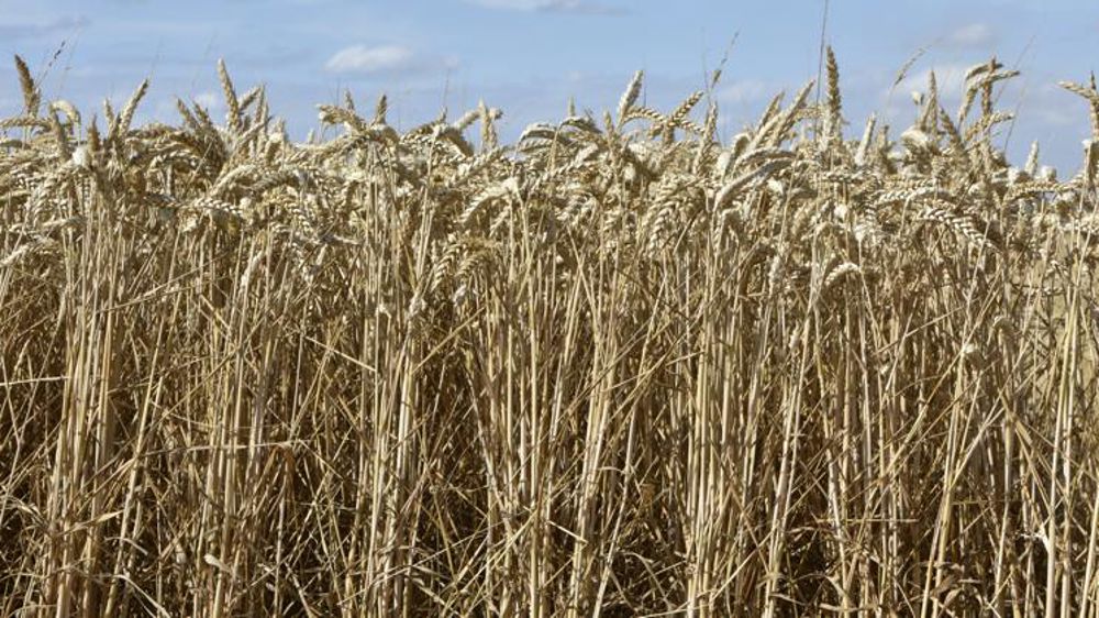 Un record de prix du blé égalé, mais une situation différente