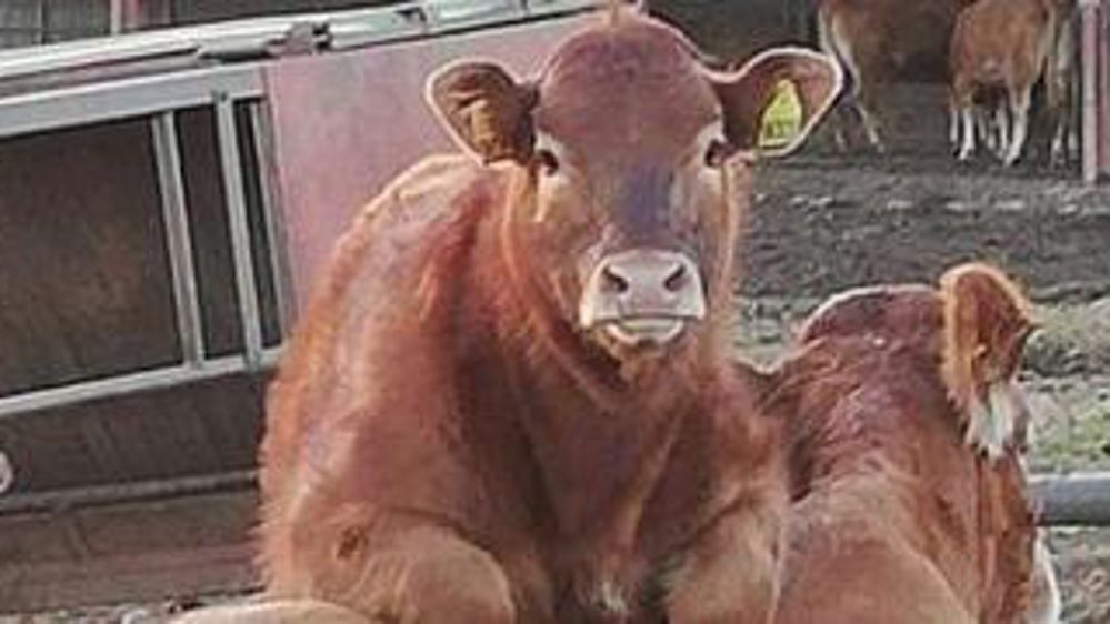 Au menu, veau sur la mère