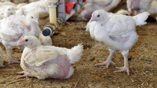Les foyers de grippe aviaire en élevage se multiplient en Europe Les foyers de grippe aviaire en élevage se multiplient en Europe