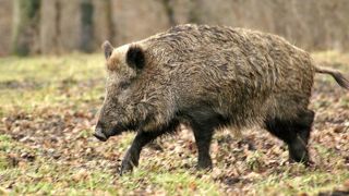 Une campagne nationale contre la peste porcine africaine Une campagne nationale contre la peste porcine africaine