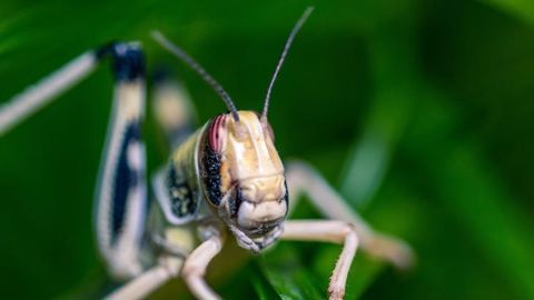 Le criquet migrateur autorisé dans les assiettes Le criquet migrateur autorisé dans les assiettes