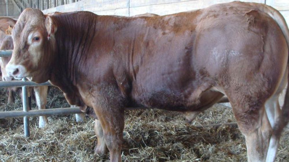 Un taureau limousin vendu 24 800 €