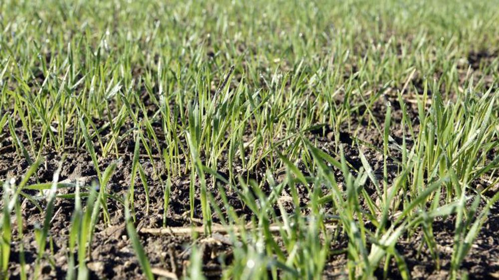 Un automne 2021 favorable aux semis de céréales et colza