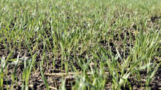Un automne 2021 favorable aux semis de céréales et colza Un automne 2021 favorable aux semis de céréales et colza