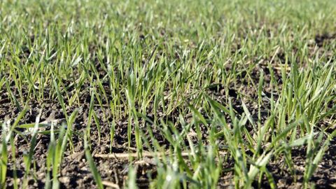 Un automne 2021 favorable aux semis de céréales et colza Un automne 2021 favorable aux semis de céréales et colza