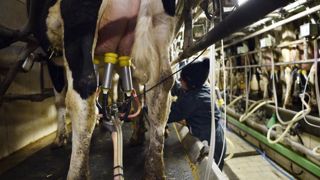 Réduire la production pour faire monter les prix du lait bio Réduire la production pour faire monter les prix du lait bio