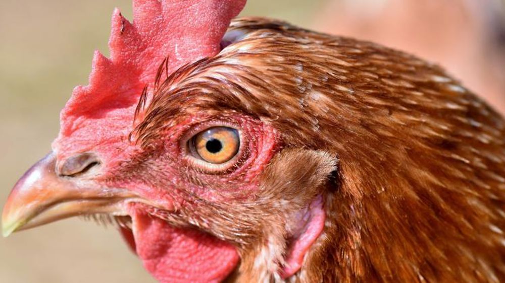 Un premier élevage français touché par la grippe aviaire