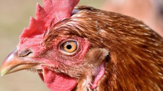 Un premier élevage français touché par la grippe aviaire Un premier élevage français touché par la grippe aviaire