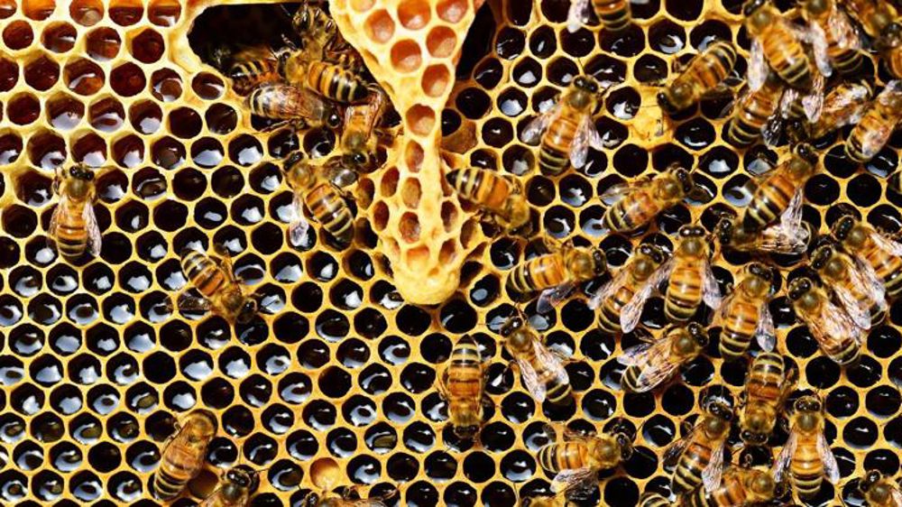 2020, une bonne année pour la récolte de miel