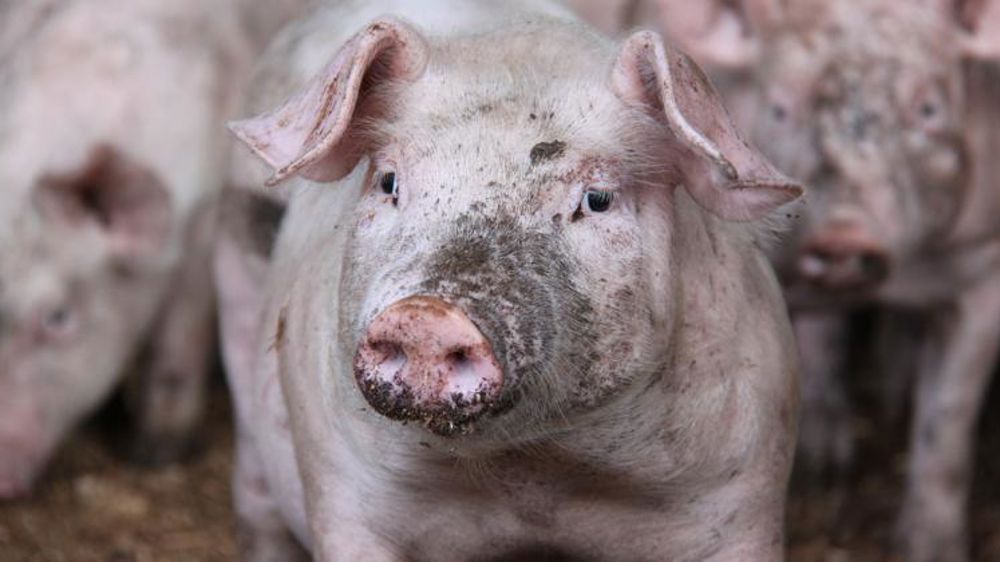 Quel serait l’impact de la peste porcine africaine en France ?