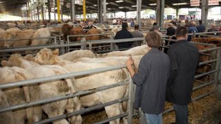 Les marchés de bétail vif sont exemptés de la contractualisation Les marchés de bétail vif sont exemptés de la contractualisation