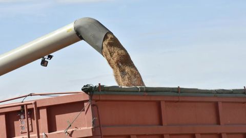Correction à la baisse pour le blé et l’orge Correction à la baisse pour le blé et l’orge