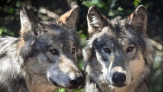 Première attaque de loup en Haute-Vienne Première attaque de loup en Haute-Vienne