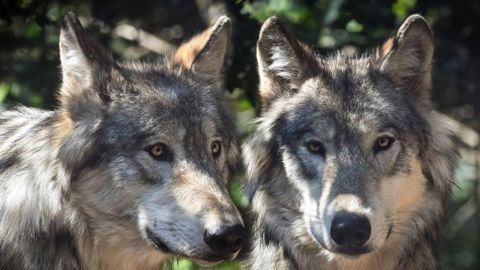 Première attaque de loup en Haute-Vienne Première attaque de loup en Haute-Vienne