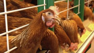 Pas de nouvelles cages pour les poules pondeuses Pas de nouvelles cages pour les poules pondeuses