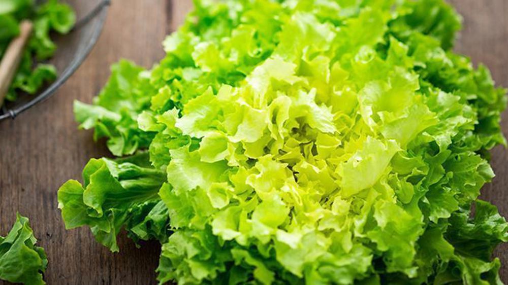 Recul de la production en chicorée d’été