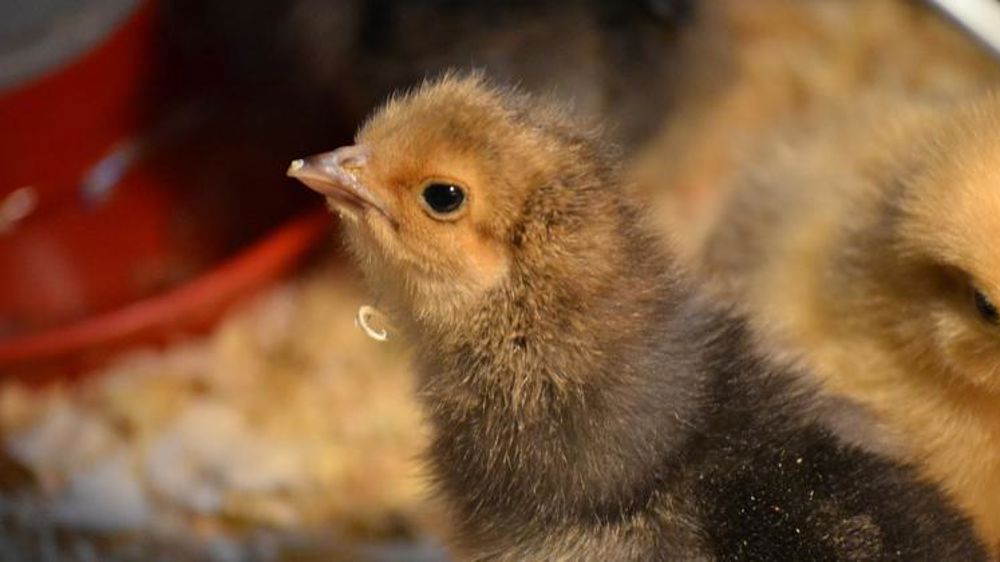 Quarante-sept nouveaux projets agroalimentaires financés