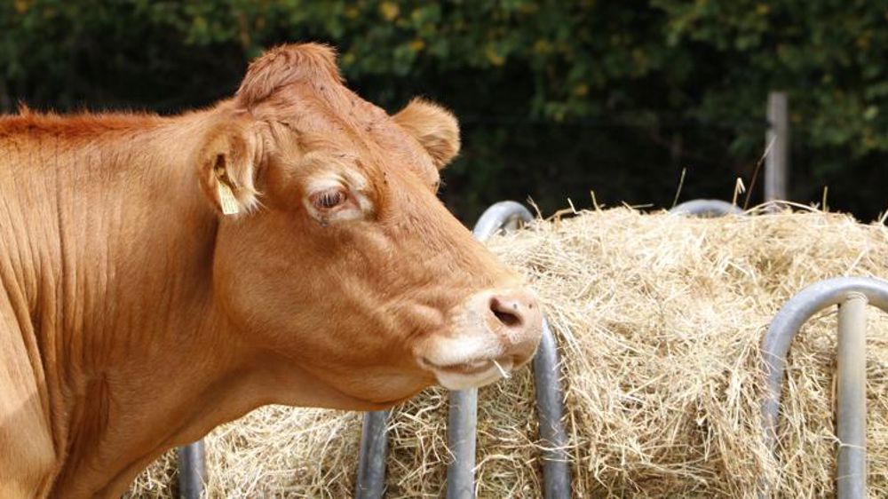 Davantage de vaches à l’abattoir en novembre