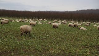 Baisse des abattages d’ovins en novembre Baisse des abattages d’ovins en novembre