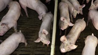 La Cooperl va saisir le Conseil d’État contre l’obligation de cotisation La Cooperl va saisir le Conseil d’État contre l’obligation de cotisation